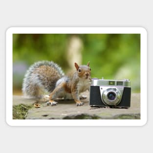 Grey squirrel Photographer with vintage camera Sticker